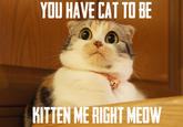 LOLcats