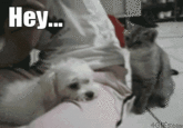 Cats