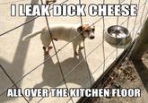 Dogshaming