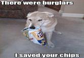 Dogs