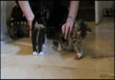 Cats