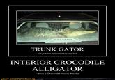 Interior Crocodile Alligator