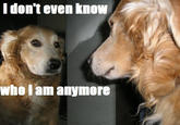 Dogs
