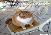 Mylo the Cat