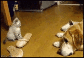 Cats