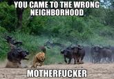 You Came to the Wrong Neighborhood