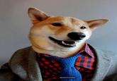 Dogs