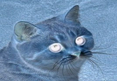 Starecat / Grafics Cat
