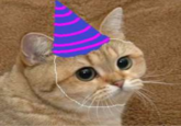 Starecat / Grafics Cat
