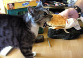 Cats