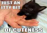 LOLcats