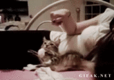 Cats