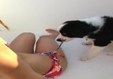 Dogs