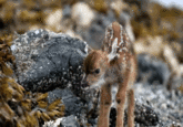 Cuteness Overload