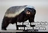 Honey Badger