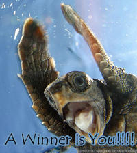 A Winner Is You