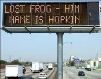 Hopkin Green Frog