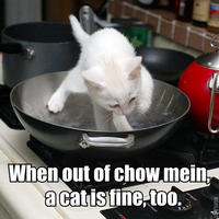 A cat is fine too....
