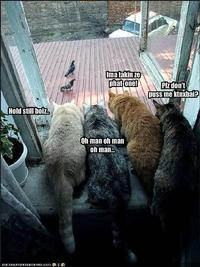 LOLcats