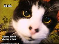 LOLcats