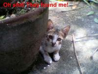 LOLcats