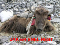 Snel hest