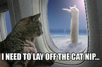 Longcat