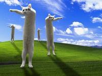Longcat