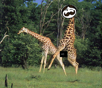 Gordon the Pringles Giraffe