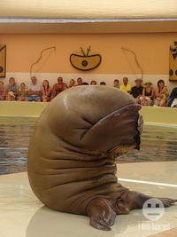Facepalm