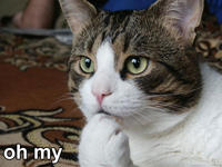 LOLcats