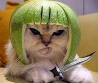 Limecat