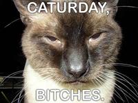 Caturday