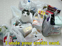 LOLcats