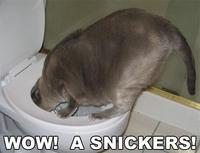 LOLcats