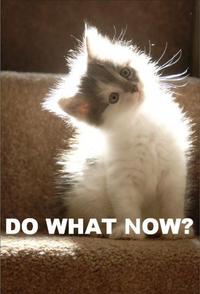 LOLcats