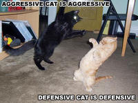 LOLcats