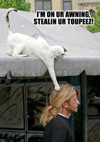 LOLcats