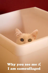 LOLcats
