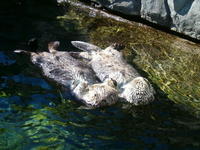 Otters Holding Hands
