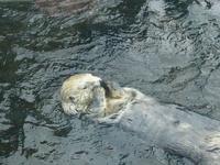 Otters Holding Hands