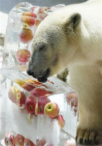 Apples Bear