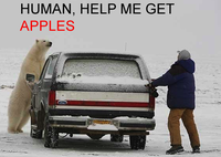 Apples Bear