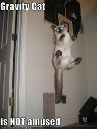 Gravity Cat