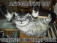 Gravity Cat