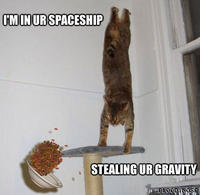 Gravity Cat
