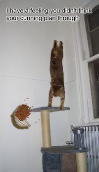 Gravity Cat