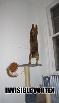 Gravity Cat