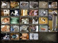 Caturday