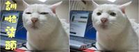 Serious Cat